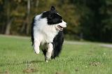 BORDER COLLIE 1391